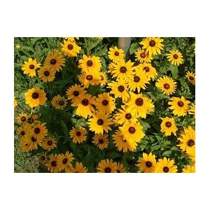 https://www.lherberie.com/2711-thickbox/fleurs-de-californie-black-eyed-susan.jpg