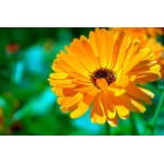 Fleurs de Californie CALENDULA SOUCI DES JARDINS 7,5ml