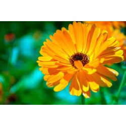 Fleurs de Californie CALENDULA SOUCI DES JARDINS 7,5ml