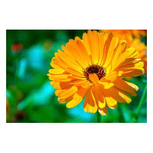 https://www.lherberie.com/2712-thickbox/fleurs-de-californie-calendula-souci-des-jardins.jpg