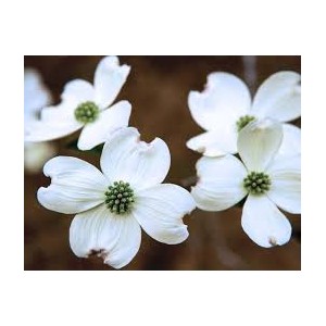 https://www.lherberie.com/2715-thickbox/fleurs-de-californie-dogwood-cornouiller.jpg