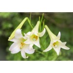 Fleurs de Californie Easter Lily  7,5ml