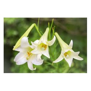 https://www.lherberie.com/2717-thickbox/fleurs-de-californie-easter-lily.jpg