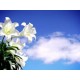 Fleurs de Californie Easter Lily  7,5ml