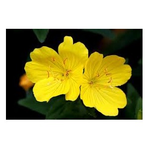 https://www.lherberie.com/2722-thickbox/fleurs-de-californie-evening-primrose.jpg