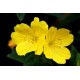 Fleurs de Californie Evening Primrose  7,5ml