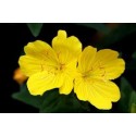 Fleurs de Californie Evening Primrose  7,5ml