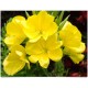 Fleurs de Californie Evening Primrose  7,5ml