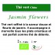 Thé vert de Chine Jasmin Flowers
