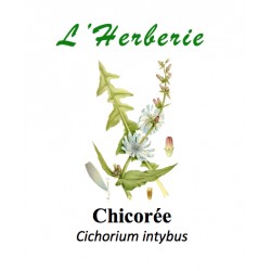 CHICOREE RACINE 100GR