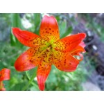 Fleurs de Californie Alpine Lily  7,5ml