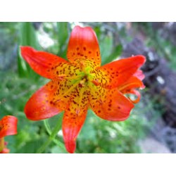 Fleurs de Californie Alpine Lily  7,5ml