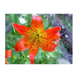 https://www.lherberie.com/3063-thickbox/fleurs-de-californie-alpine-lily.jpg