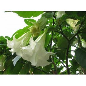 https://www.lherberie.com/3064-thickbox/fleurs-de-californie-angels-trumpet.jpg