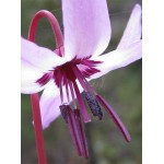 Fleurs de Californie Fawn Lily 7,5 ml