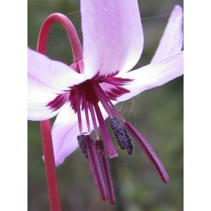 https://www.lherberie.com/3067-thickbox/fleurs-de-californie-fawn-lily.jpg