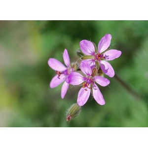 https://www.lherberie.com/3068-thickbox/fleurs-de-californie-filaree.jpg