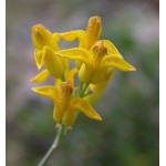 Fleurs de Californie Golden Ear Drops 7,5 ml