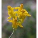 Fleurs de Californie Golden Ear Drops 7,5 ml