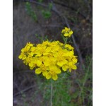 Fleurs de Californie  Golden Yarrow 7,5 ml