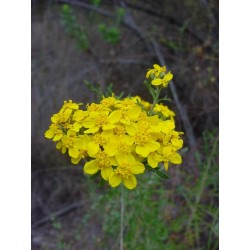 Fleurs de Californie  Golden Yarrow 7,5 ml