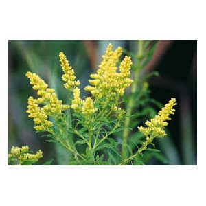 https://www.lherberie.com/3072-thickbox/fleurs-de-californie-goldenrod.jpg