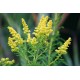 Fleurs de Californie Goldenrod 7,5ml