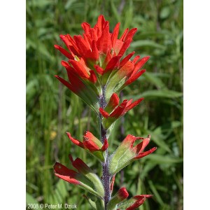 https://www.lherberie.com/3074-thickbox/fleurs-de-californie-indian-paintbrush.jpg