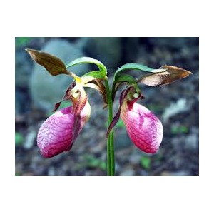 https://www.lherberie.com/3076-thickbox/fleurs-de-californie-ladys-slipper.jpg