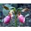 Fleurs de Californie Lady’s Slipper  7,5ml