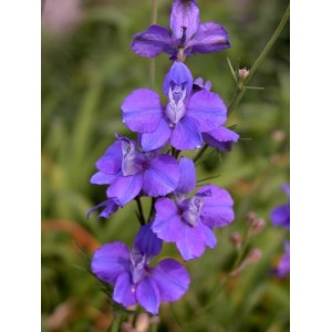 https://www.lherberie.com/3077-thickbox/fleurs-de-californie-larkspur.jpg
