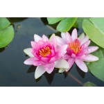 Fleurs de Californie Lotus 7,5ml