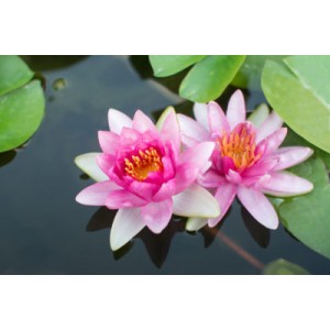https://www.lherberie.com/3078-thickbox/fleurs-de-californie-lotus.jpg