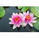 Fleurs de Californie Lotus 7,5ml
