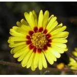 Fleurs de Californie Madia  7,5ml