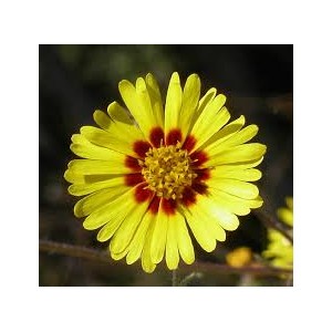 https://www.lherberie.com/3085-thickbox/fleurs-de-californie-madia.jpg