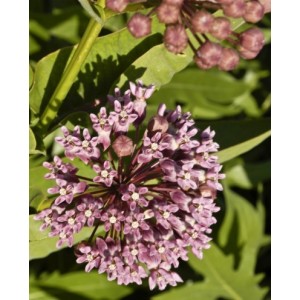 https://www.lherberie.com/3087-thickbox/fleurs-de-californie-milkweed.jpg