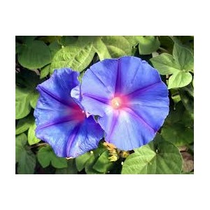 https://www.lherberie.com/3088-thickbox/fleurs-de-californie-morning-glory.jpg