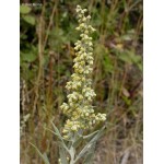 Fleurs de Californie Mugwort  7,5ml 