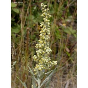 https://www.lherberie.com/3101-thickbox/fleurs-de-californie-mugwort.jpg