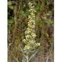 Fleurs de Californie Mugwort  7,5ml 