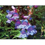 Fleurs de Californie Penstemon  7,5ml 