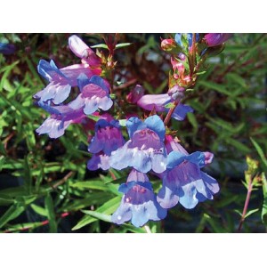 https://www.lherberie.com/3102-thickbox/fleurs-de-californie-penstemon.jpg