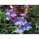 Fleurs de Californie Penstemon  7,5ml 