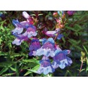 Fleurs de Californie Penstemon  7,5ml 