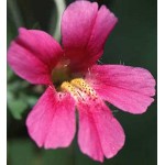 Fleurs de Californie Pink Monkeyflower  7,5ml 