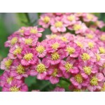 Fleurs de Californie Pink Yarrow 7,5ml 