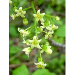 Fleurs de Californie Poison Oak 7,5ml 