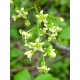 Fleurs de Californie Poison Oak 7,5ml 