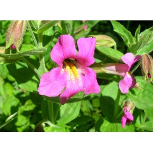 https://www.lherberie.com/3106-thickbox/fleurs-de-californie-purple-monkeyflower.jpg